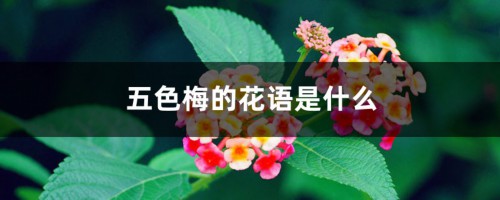 五色梅的花语是什么