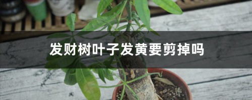 发财树叶子发黄要剪掉吗