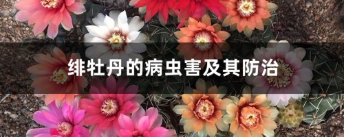 绯牡丹的病虫害及其防治